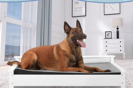 Winston Large Elevated Wooden Pet Bed with Mattress, White