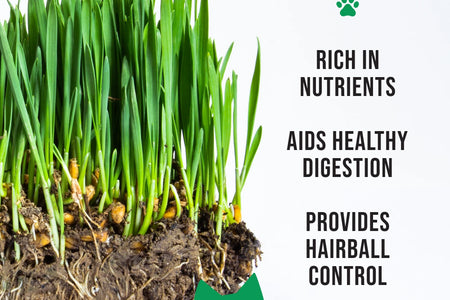 Organic Cat Grass Kit with Black Cat Ceramic Planter, Easy Indoor Planting Gift Set