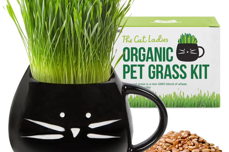 Organic Cat Grass Kit with Black Cat Ceramic Planter, Easy Indoor Planting Gift Set